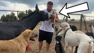 PRENSES KÖPEKLERİN ARASINA GİRİNCE KORKTU!