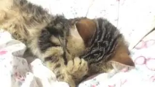 Cat's facepalm