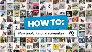 How to view Analytics on a Campaign | Petinfluencer.ai