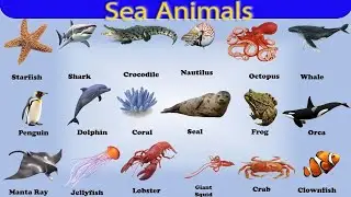 Sea Animals | Sea Animals Names | 20 Sea Animals name | water animals name