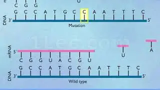 Addition & Deletion Mutations