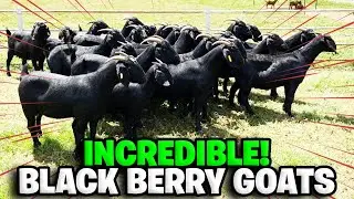 Black Berry Goats | South African - Albie Horn