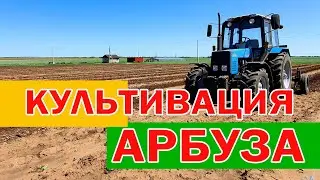 Междурядная культивация арбуза 24 05 21