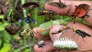 Hunt in beautiful insect habitats in nature