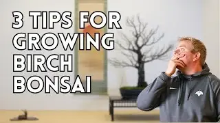 3 Tips for Growing Birch Bonsai