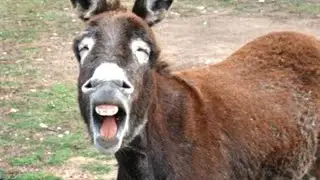 Funniest ANIMAL Videos 2025 That Will Have You Rolling on the Floor! 😂
