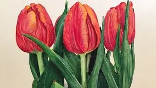 Prismacolor Colored Pencil: Tulip Speed Drawing
