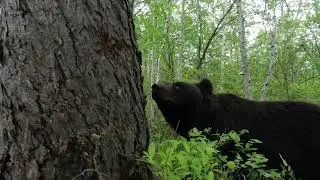 У медведицы силы много, а лапы не к чему приложить.
