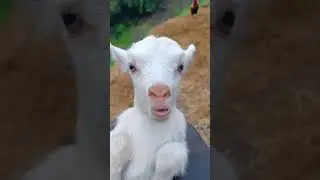 Baby cow vs. goat sound 💓❤️ #short #goat #cow #animals #sound #viralshorts #viralvideo #viralvideo