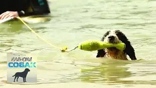 Испанская водяная собака. Планета собак 🌏 Моя Планета