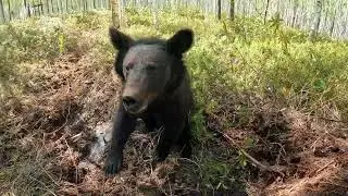Буржуй стал законопослушным медведем.