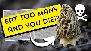 Debunking this NEW morel mushroom myth