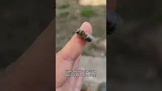 НУЖНЫ ЛИ ПЧЕЛАМ МУЖИКИ? 
