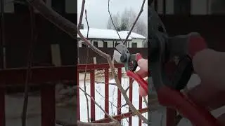 🌳ОБРЕЗКА ГРУШИ ВЕСНОЙ