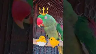 FUNNY 😂🤣 TALKING PARROT Cute 🥰🐣🐈🐥#ytshorts #shorts #youtubeshorts #parrot #mittoo #india