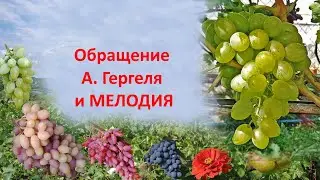 @Обращение А  Гергеля  Виноград Мелодия  Виноград 2021