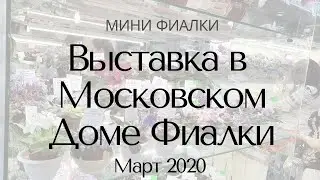 Выставка в Доме Фиалки Март 2020 Минифиалки