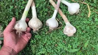 Garlic Harvest - Why scape removal was SO important!