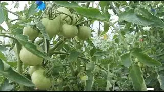 ПОМИДОРЫ ЗАВЯЗЫВАЮТСЯ КАК БЕШЕНЫЕ! КУДА ДЕВАТЬ ТАКОЕ КОЛИЧЕСТВО?! 15.06.19