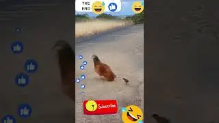 finally baby chicken win the match #shorts #funny #viral