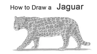 How to Draw a Jaguar