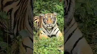 Video clip of encounter with Bengal Tiger in tropical rain forest #tiger #bengaltiger