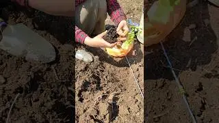 Сажаем медоносы: акациевый сад в Тверской области 