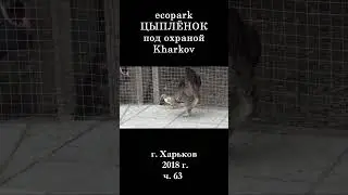 █ ЭкоПарк Харьков ч.63 / ЦЫПЛЁНОК под охраной / 2018 г.  #shorts