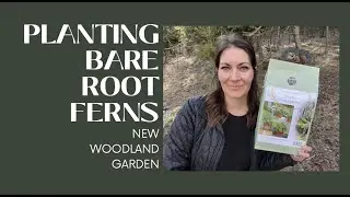 Planting Bare Root Ferns in New Woodland Garden