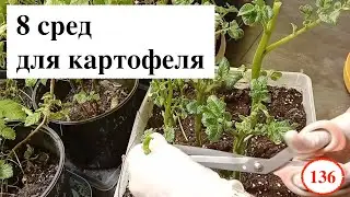 [136] 8 сред для картофеля | Зачем наклонная створка на ламинаре | Теория вероятностей | Анубиас