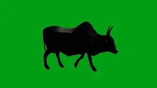 Ox Walking green screen video | Copyright Free