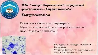 Разбор гистологического препарата: Мультиполярные нейроны. Тигроид. Спинной мозг. Окраска по Нисслю.