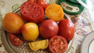 САМЫЕ ВКУСНЫЕ ТОМАТЫ СЕЗОНА 2019! ДЕГУСТАЦИЯ. 05.08.19