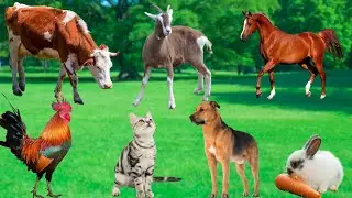 Everyday Moments of Animals - Dogs, Cats, Chickens, Cows, Squirrels, Rabbits