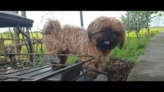 Just trip Chambe cute
