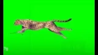 Chita or Cheetah runs from right to left in green screen