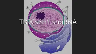 TB9Cs6H1 snoRNA