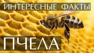 Пчела - интересные факты