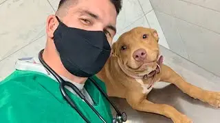 When Your Dog Realizes Vets Can Be Friendly   Funniest Dog Reaction