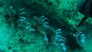 How you can help remove invasive lionfish from Northeast Florida coast