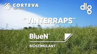 BlueN i vinterraps. Med DLG, Corteva og Svendgaard's Maskinstation.