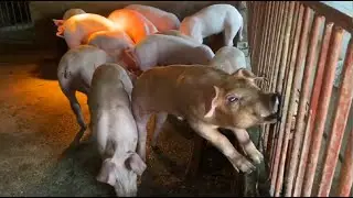 Home Farm | Provide enough clean water and heating lamps for the pigs