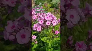 Самый ароматный цветок в саду!#garden