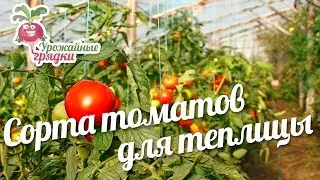 Сорта томатов для теплицы 