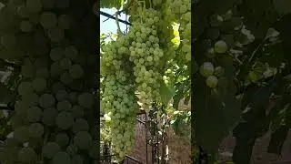 Поилки для воробьев.