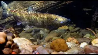 Bringing Back the Salmon: Bypassing Dams to Restore Snake River Salmon