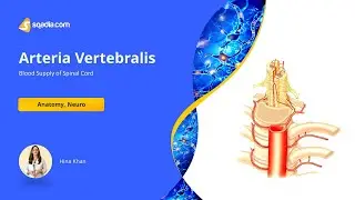 Blood Supply of Spinal Cord - Arteria Vertebralis