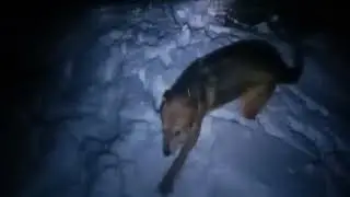 ночью с гончими