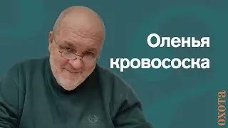 Оленья кровососка. Валерий Кузенков о том, как спастись от укусов.