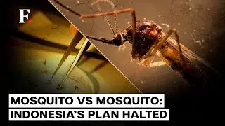 Indonesia Scraps Plan to Fight Dengue with “Good” Mosquitoes